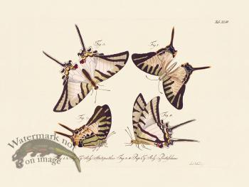 Jablonsky Butterfly 043